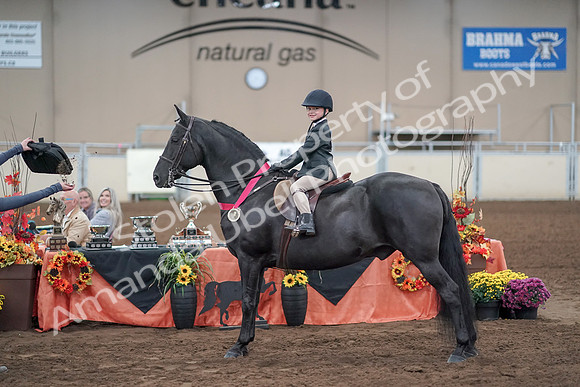 2019 Morgan Horse Show - Aug 31, 2019 - 19780