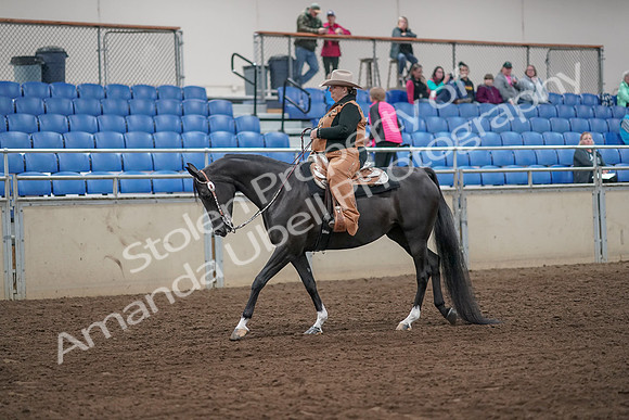 2019 Morgan Horse Show - Aug 31, 2019 - 06117