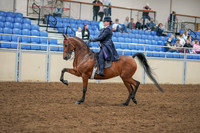 2020 - AB Morgan Horse - Sat, Sept 05 - 09695