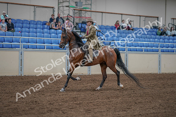 2020 - AB Morgan Horse - Fri, Sept 04 - 11163