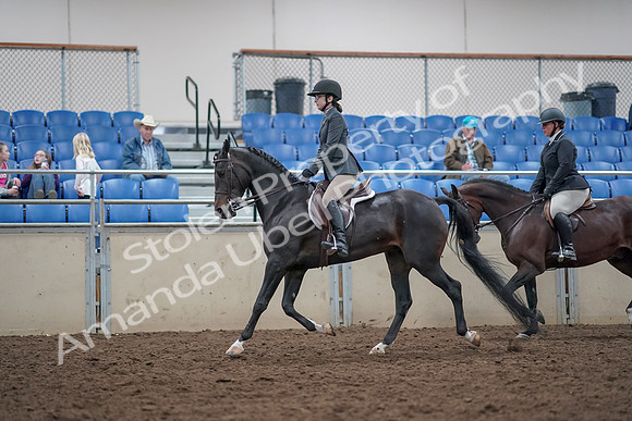 2019 Morgan Horse Show - Aug 31, 2019 - 14985