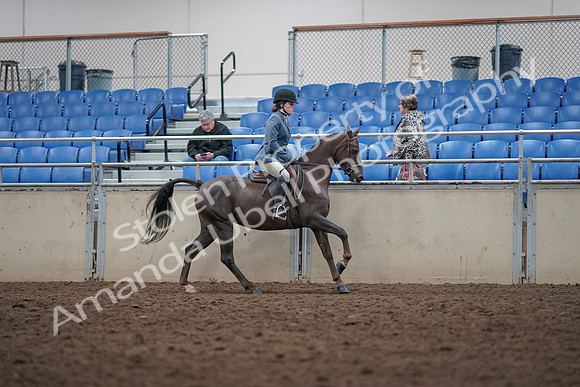 2019 Morgan Horse Show - Aug 31, 2019 - 16766