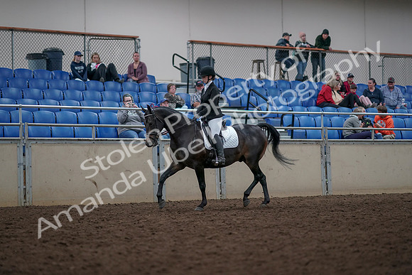 2019 Morgan Horse Show - Aug 31, 2019 - 16638