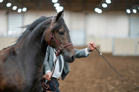 2020 - AB Morgan Horse - Sat, Sept 05 - 00255