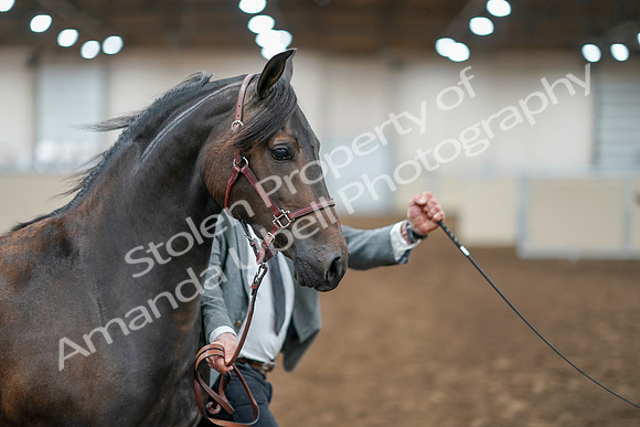 2020 - AB Morgan Horse - Sat, Sept 05 - 00255