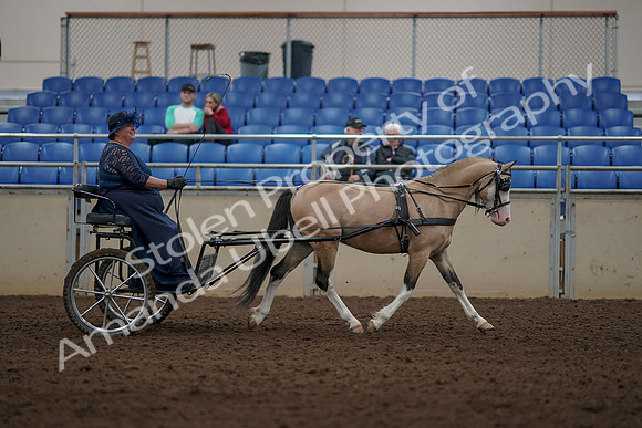 2019 Morgan Horse Show - Aug 31, 2019 - 04452