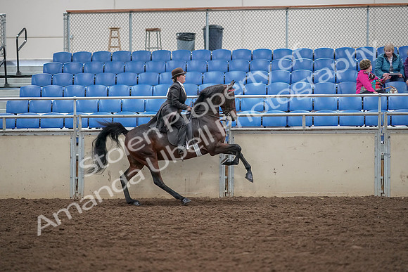 2019 Morgan Horse Show - Aug 30, 2019 - 28163