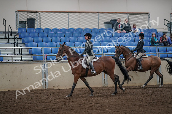 2019 Morgan Horse Show - Aug 31, 2019 - 05103