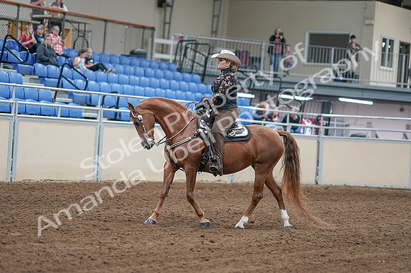 2020 - AB Morgan Horse - Fri, Sept 04 - 08318