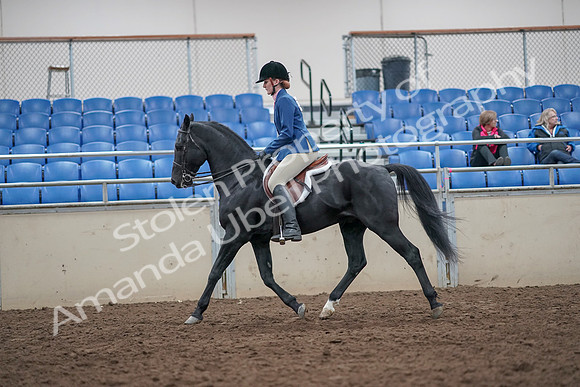 2019 Morgan Horse Show - Aug 31, 2019 - 16579