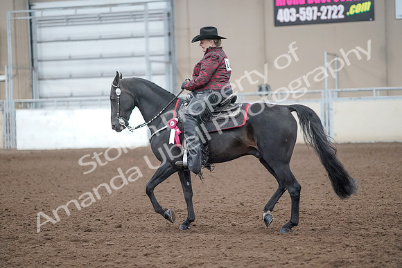 2019 Morgan Horse Show - Aug 31, 2019 - 10826