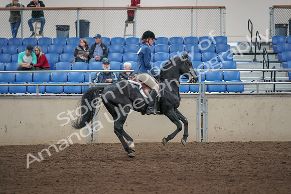 2019 Morgan Horse Show - Aug 31, 2019 - 07535