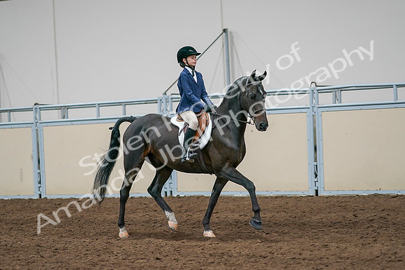 2020 - AB Morgan Horse - Sun, Sept 06 - 08118
