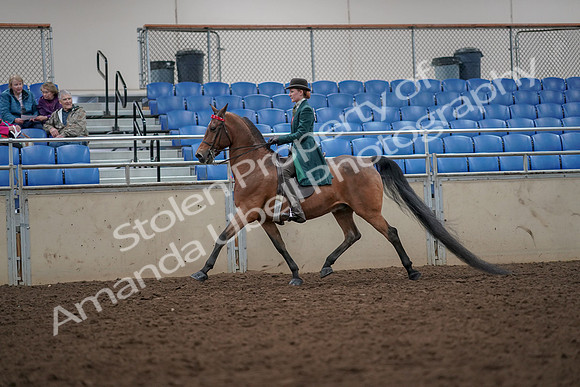 2019 Morgan Horse Show - Aug 30, 2019 - 27961