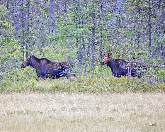 NA Wild Animals - 027