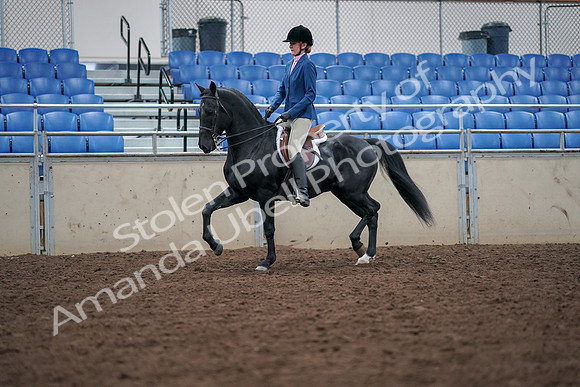 2019 Morgan Horse Show - Aug 30, 2019 - 18346