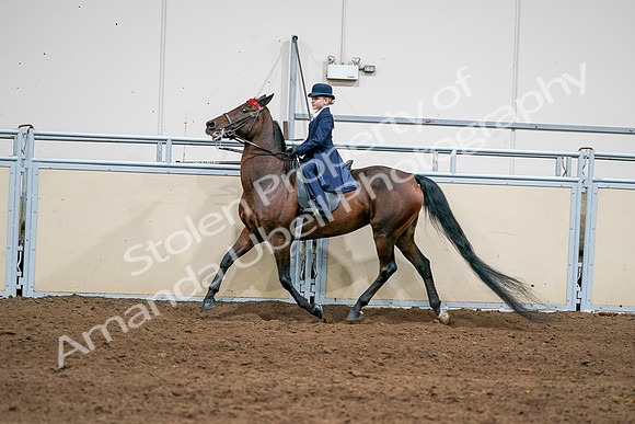 2020 - AB Morgan Horse - Sun, Sept 06 - 08155