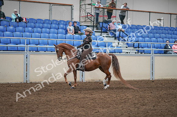 2020 - AB Morgan Horse - Fri, Sept 04 - 08336