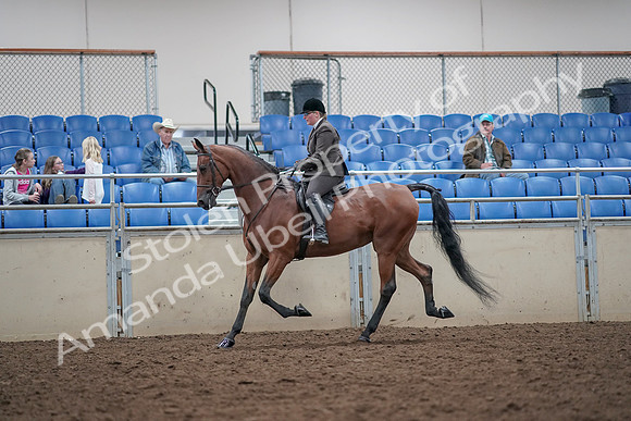 2019 Morgan Horse Show - Aug 31, 2019 - 15008