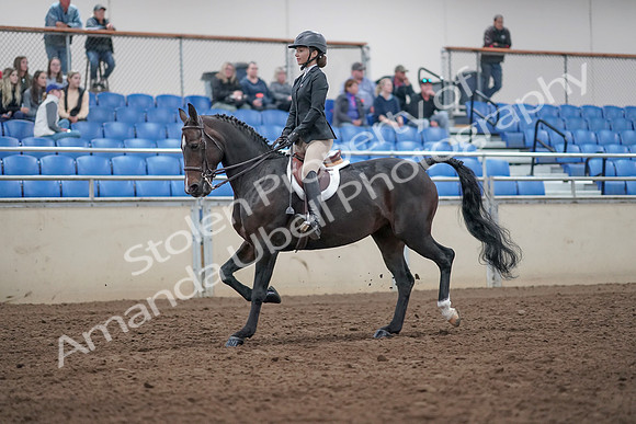 2019 Morgan Horse Show - Aug 31, 2019 - 20522
