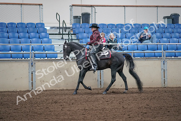 2019 Morgan Horse Show - Aug 31, 2019 - 10652
