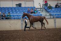 2019 Morgan Horse Show - Aug 31, 2019 - 02593
