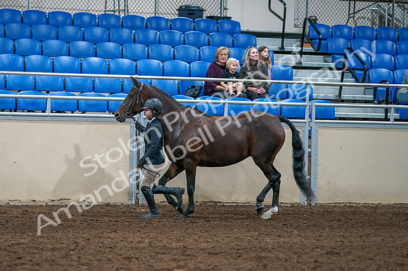 2020 - AB Morgan Horse - Fri, Sept 04 - 00741