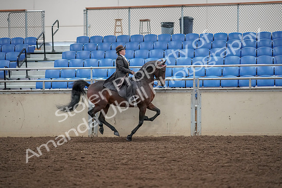 2019 Morgan Horse Show - Aug 30, 2019 - 28160