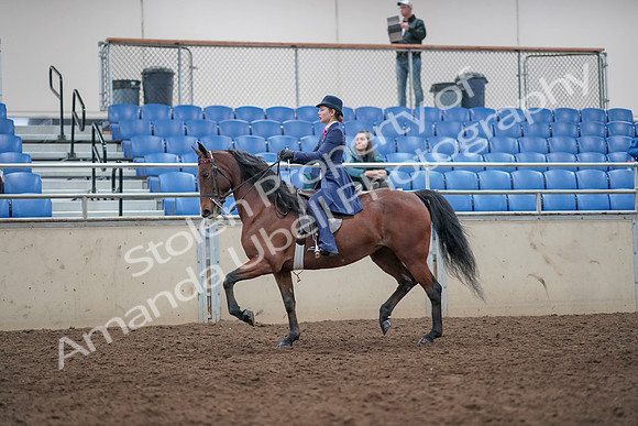 2019 Morgan Horse Show - Aug 31, 2019 - 09293
