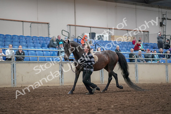 2019 Morgan Horse Show - Aug 31, 2019 - 03660
