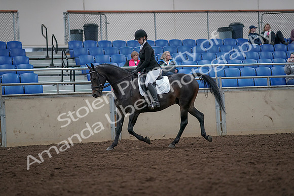 2019 Morgan Horse Show - Aug 31, 2019 - 16592