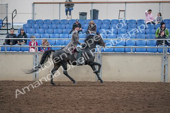 2019 Morgan Horse Show - Aug 31, 2019 - 09725