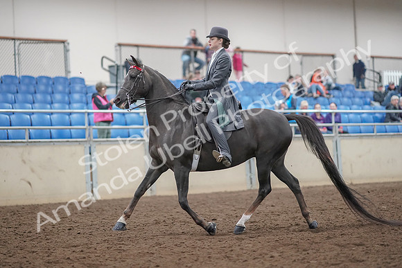 2019 Morgan Horse Show - Aug 30, 2019 - 28375