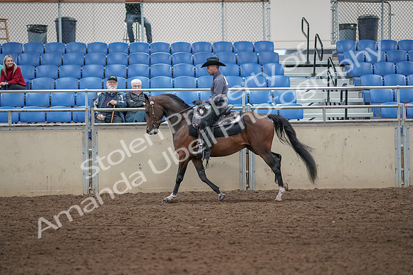 2019 Morgan Horse Show - Aug 31, 2019 - 06112