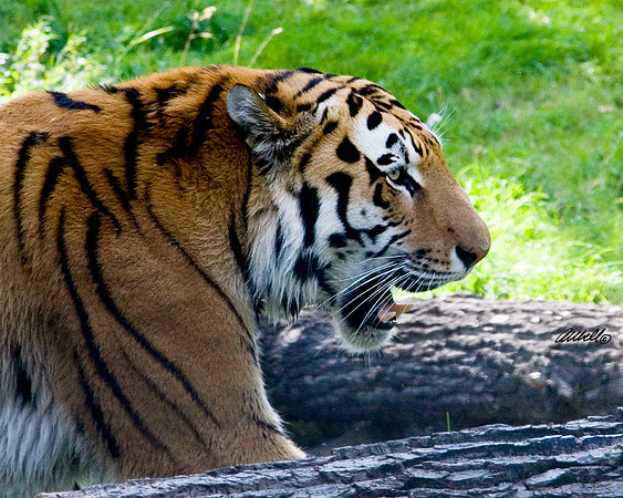 Big Cats - 013