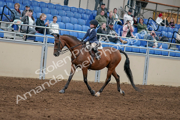 2020 - AB Morgan Horse - Sun, Sept 06 - 07892