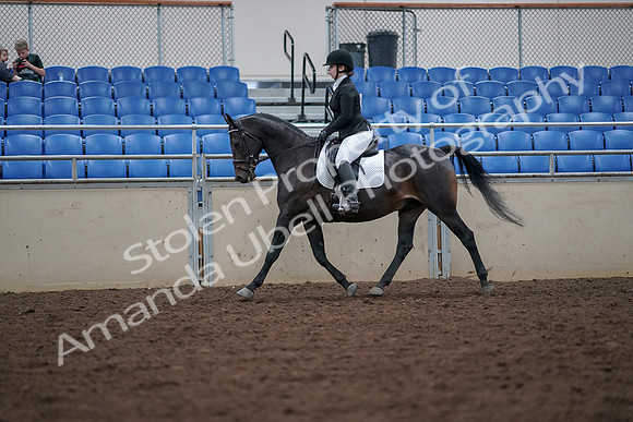 2019 Morgan Horse Show - Aug 30, 2019 - 18400