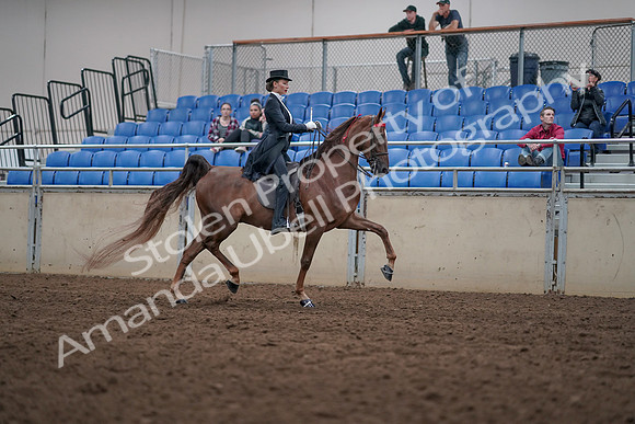 2019 Morgan Horse Show - Aug 31, 2019 - 20679