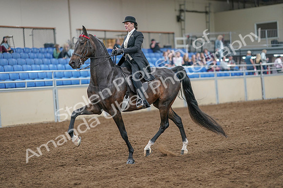 2020 - AB Morgan Horse - Fri, Sept 04 - 11124