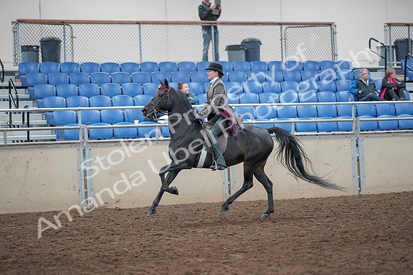 2019 Morgan Horse Show - Aug 31, 2019 - 09472