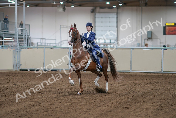 2020 - AB Morgan Horse - Sat, Sept 05 - 06058