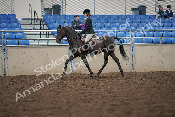 2019 Morgan Horse Show - Aug 30, 2019 - 20329