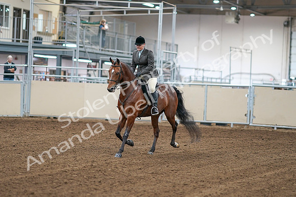 2020 - AB Morgan Horse - Fri, Sept 04 - 02224