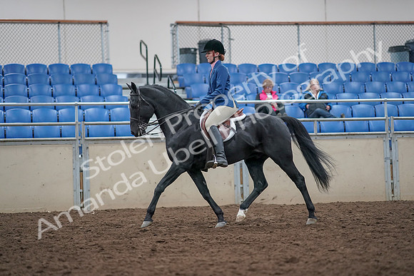 2019 Morgan Horse Show - Aug 31, 2019 - 16611
