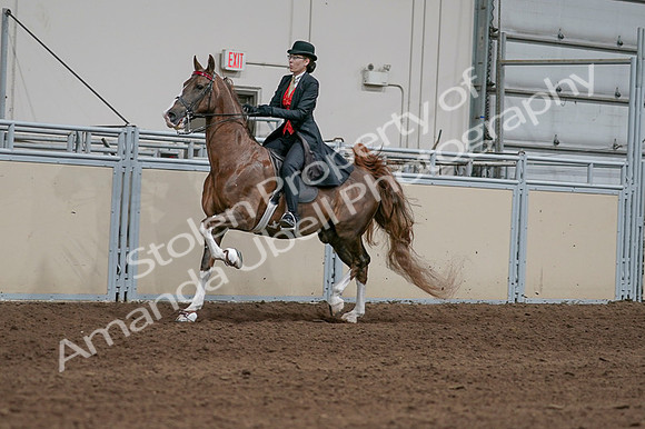 2020 - AB Morgan Horse - Fri, Sept 04 - 09718
