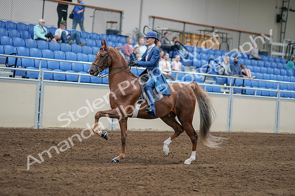 2020 - AB Morgan Horse - Sat, Sept 05 - 06183