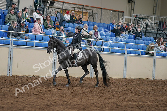 2020 - AB Morgan Horse - Sun, Sept 06 - 07765