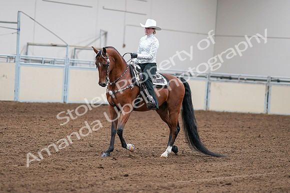 2020 - AB Morgan Horse - Fri, Sept 04 - 03573