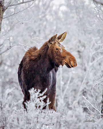 NA Wild Animals - 030