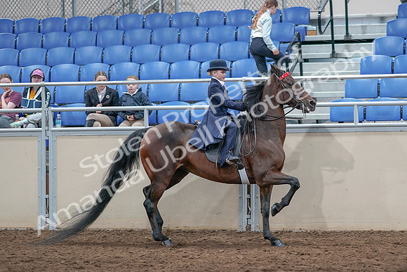 2020 - AB Morgan Horse - Sat, Sept 05 - 04892
